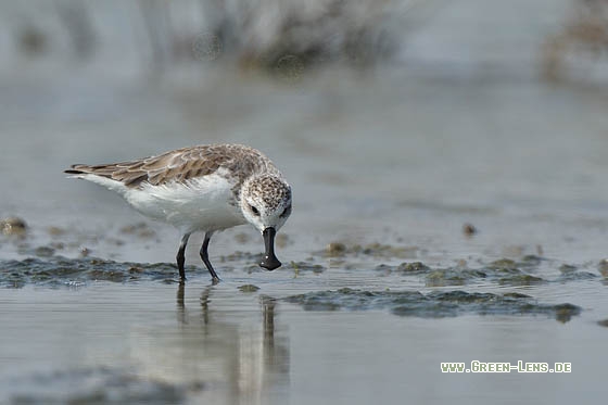 Löffelstrandläufer - Copyright Stefan Pfützke