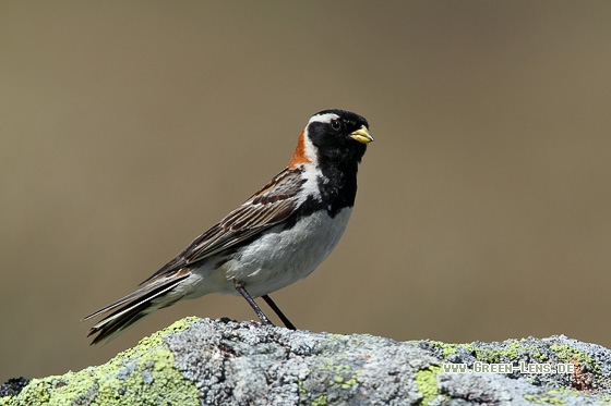 Spornammer - Copyright Stefan Pfützke