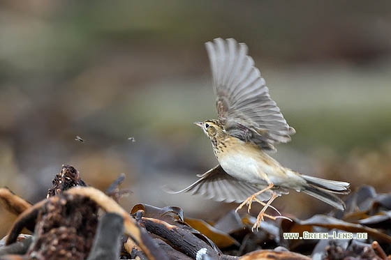 Spornpieper - Copyright Stefan Pfützke