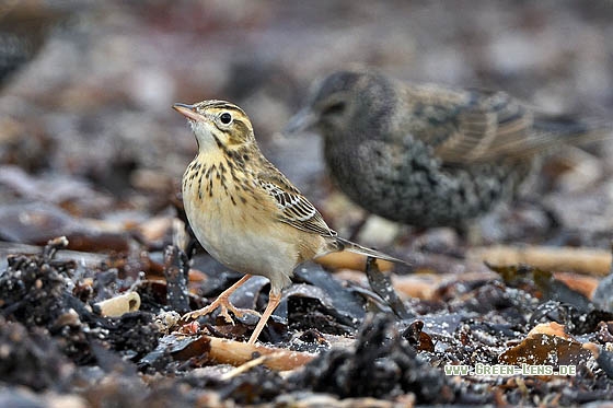 Spornpieper - Copyright Stefan Pfützke