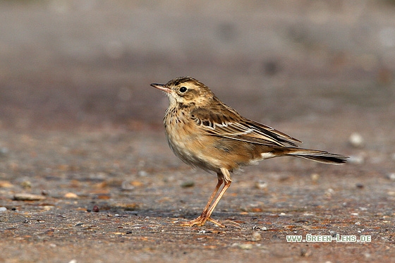 Spornpieper - Copyright Stefan Pfützke