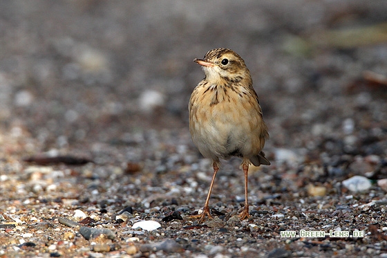 Spornpieper - Copyright Stefan Pfützke