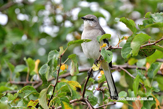 Gartenspottdrossel - Copyright 