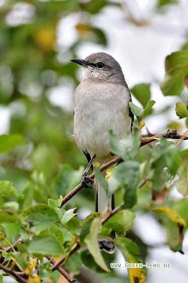 Gartenspottdrossel - Copyright 