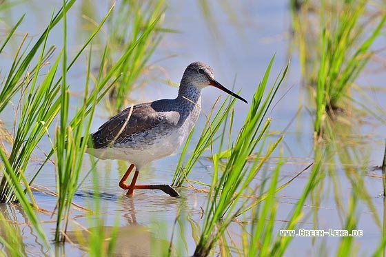 Dunkler Wasserläufer - Copyright 