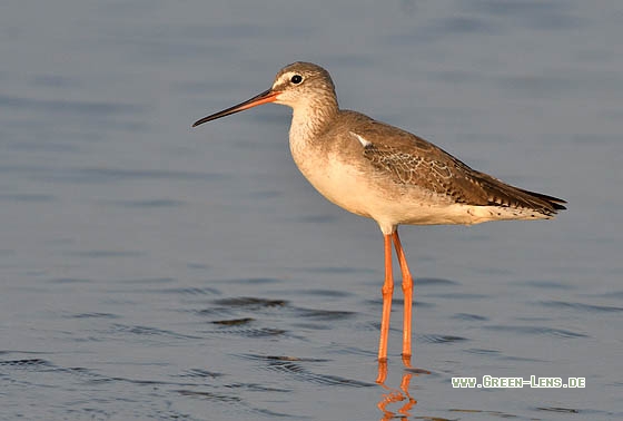 Dunkler Wasserläufer - Copyright Stefan Pfützke