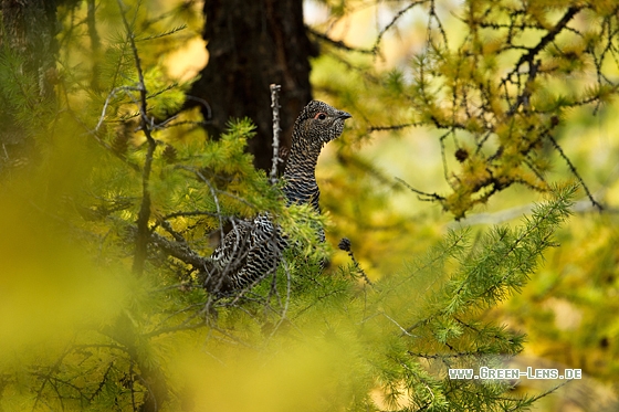 Steinauerhuhn - Copyright Mathias Putze