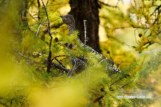 Steinauerhuhn - Copyright Mathias Putze