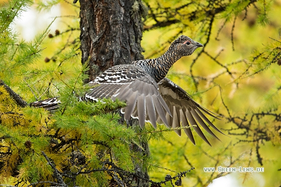 Steinauerhuhn - Copyright Mathias Putze