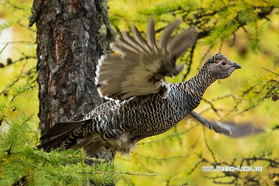 Steinauerhuhn - Copyright Mathias Putze