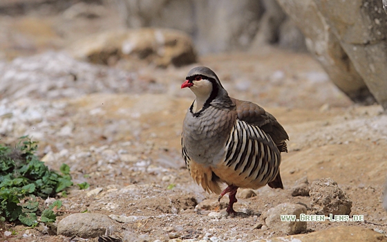 Steinhuhn - Copyright Christoph Moning