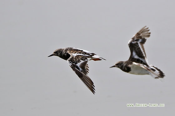 Steinwälzer - Copyright Stefan Pfützke