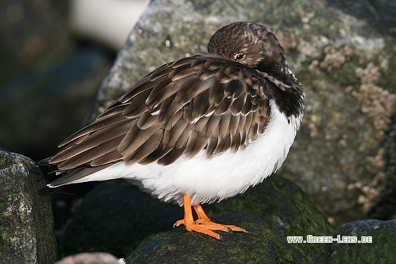 Steinwälzer - Copyright Stefan Pfützke