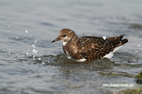 Steinwälzer - Copyright Stefan Pfützke