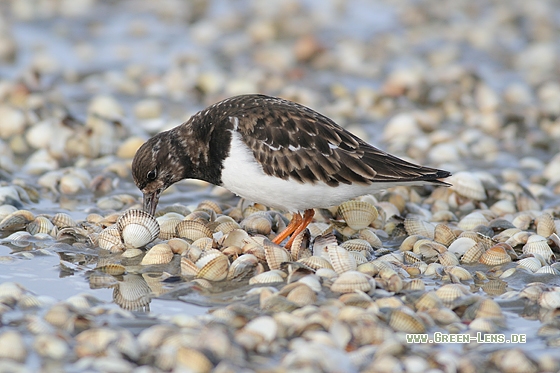 Steinwälzer - Copyright Stefan Pfützke