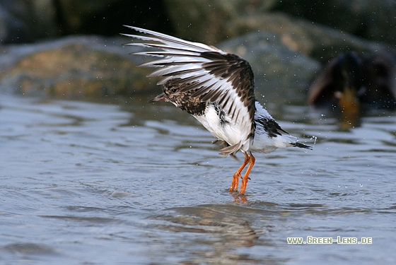 Steinwälzer - Copyright Stefan Pfützke