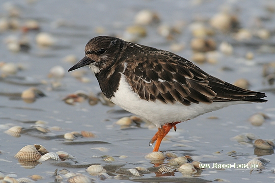 Steinwälzer - Copyright Stefan Pfützke