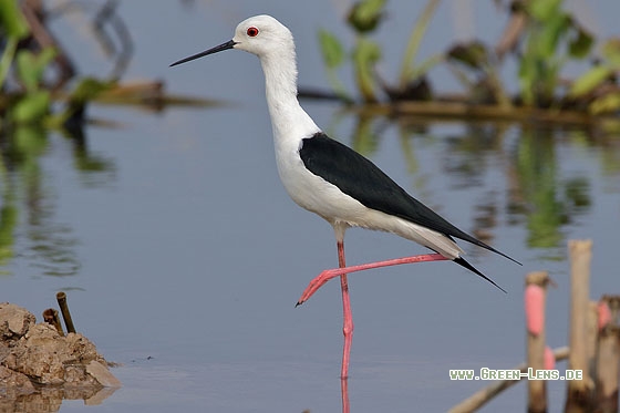 Stelzenläufer - Copyright Stefan Pfützke