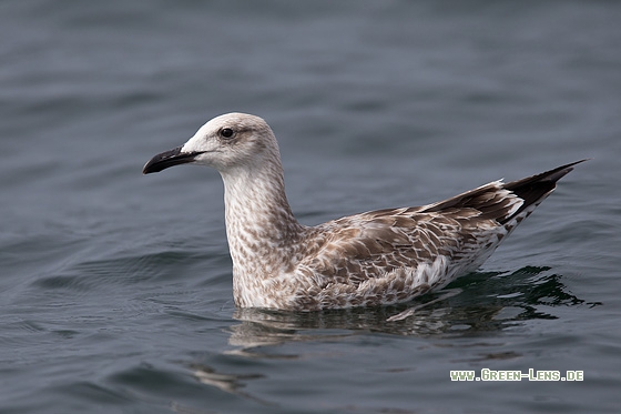 Steppenmöwe - Copyright Mathias Putze