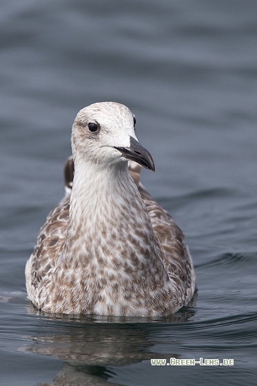 Steppenmöwe - Copyright Mathias Putze