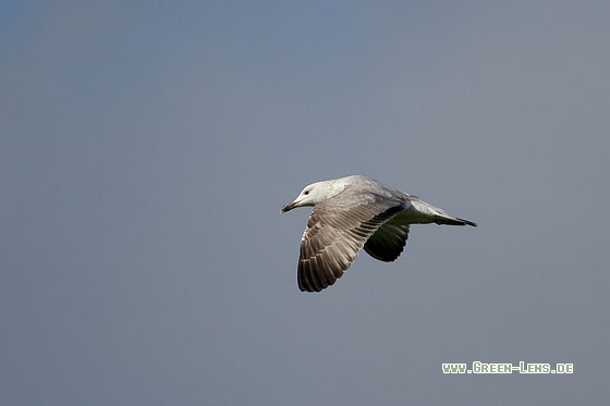 Steppenmöwe - Copyright Stefan Pfützke