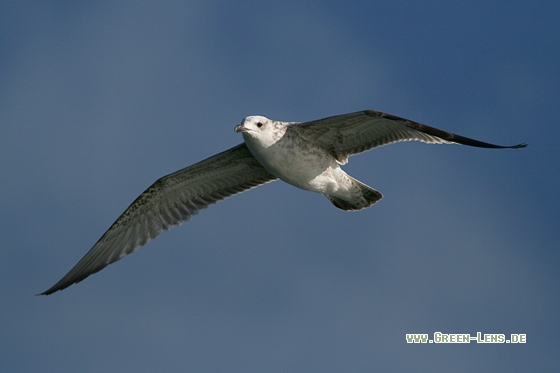 Steppenmöwe - Copyright Stefan Pfützke