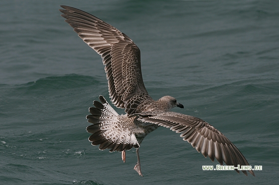 Steppenmöwe - Copyright Stefan Pfützke