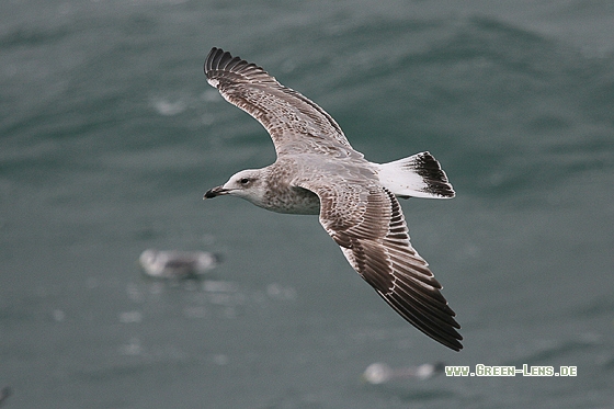 Steppenmöwe - Copyright Stefan Pfützke