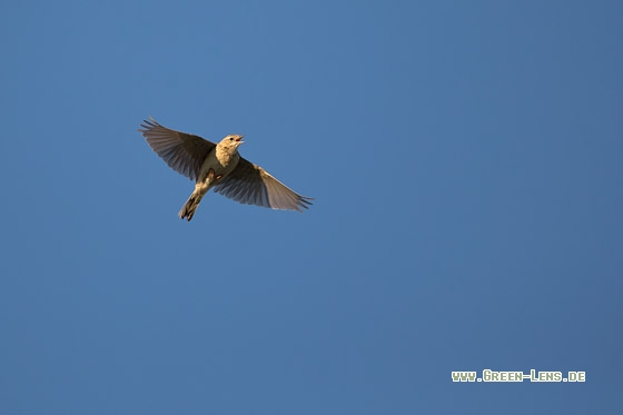 Steppenpieper - Copyright Mathias Putze