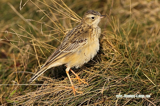 Steppenpieper - Copyright Stefan Pfützke