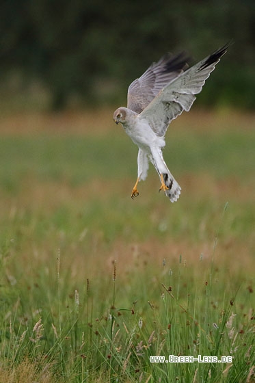 Steppenweihe - Copyright Stefan Pfützke