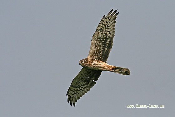 Steppenweihe - Copyright Stefan Pfützke