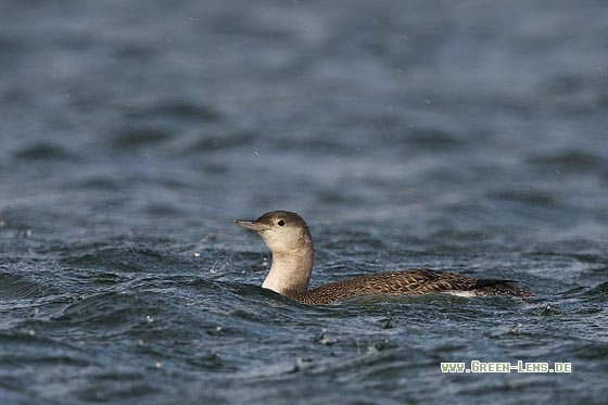 Sterntaucher - Copyright Stefan Pfützke