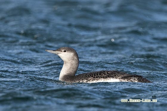 Sterntaucher - Copyright Stefan Pfützke