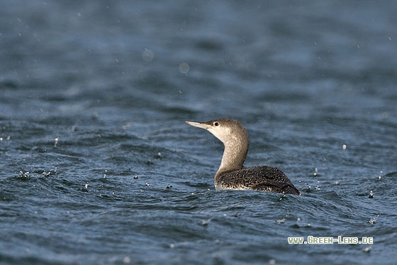 Sterntaucher - Copyright Stefan Pfützke