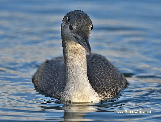 Sterntaucher - Copyright Stefan Pfützke