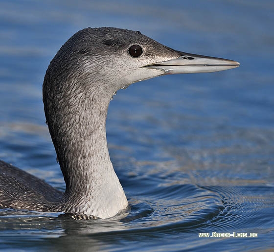 Sterntaucher - Copyright Stefan Pfützke