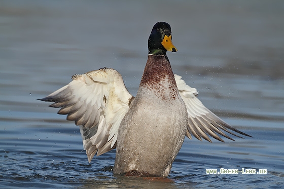 Stockente - Copyright Stefan Pfützke