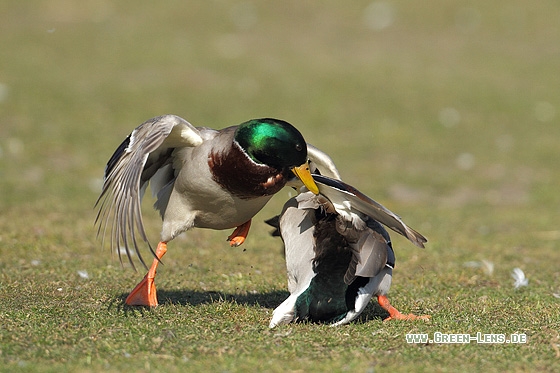 Stockente - Copyright Stefan Pfützke