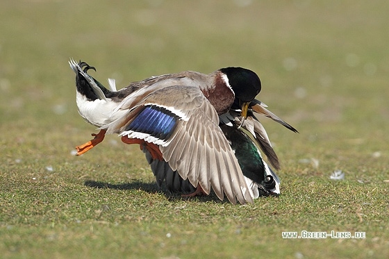 Stockente - Copyright Stefan Pfützke