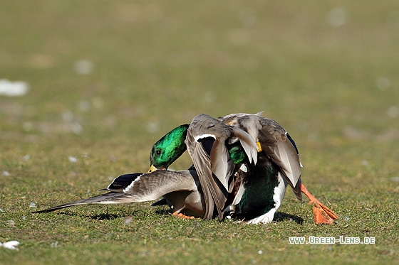 Stockente - Copyright Stefan Pfützke