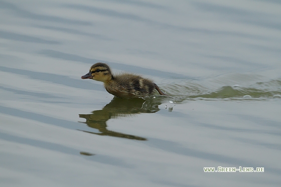 Stockente - Copyright Stefan Pfützke