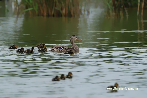 Stockente - Copyright Stefan Pfützke