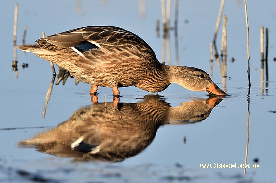 Stockente - Copyright Stefan Pfützke