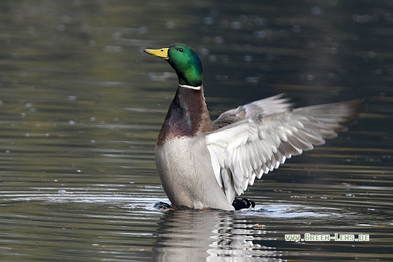 Stockente - Copyright Stefan Pfützke