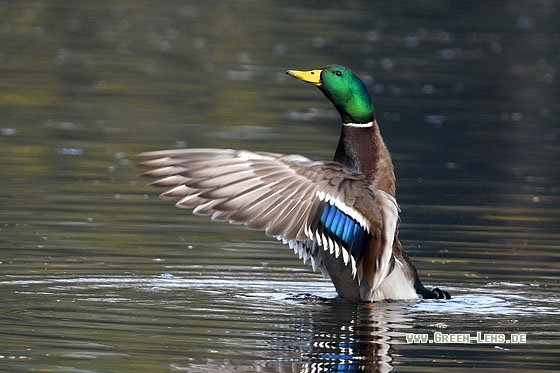 Stockente - Copyright Stefan Pfützke