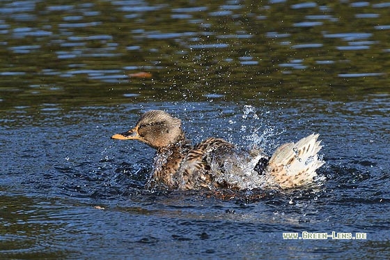 Stockente - Copyright Stefan Pfützke