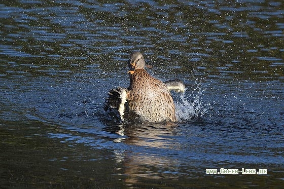 Stockente - Copyright Stefan Pfützke