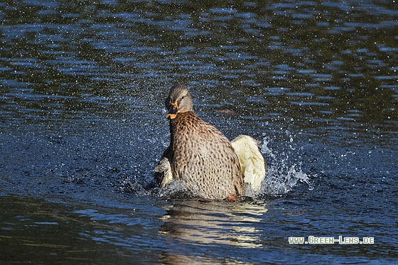 Stockente - Copyright Stefan Pfützke