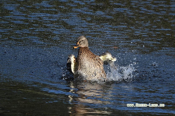 Stockente - Copyright Stefan Pfützke